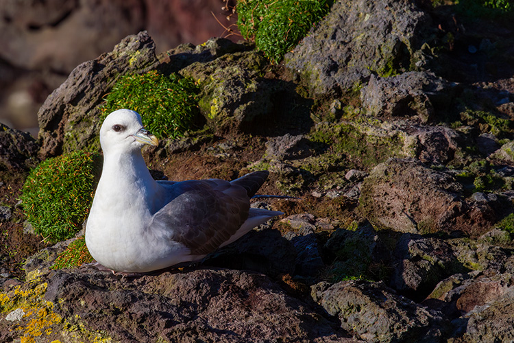 Fulmar Fulmarus glacialis